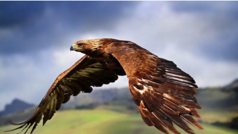 老鹰与公鸡对比_老鹰家族种类介绍_斗鸡打架视频