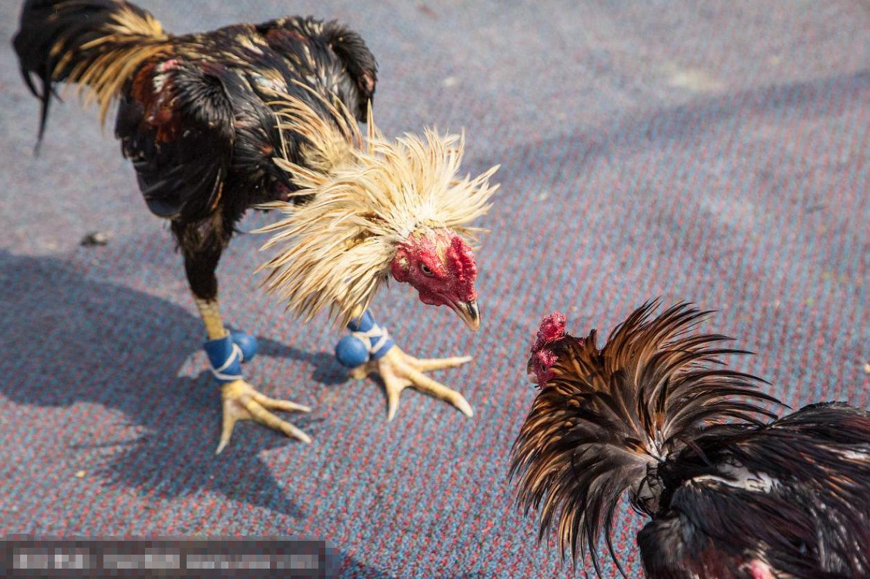 老鹰家族种类介绍_斗鸡打架视频_老鹰与公鸡对比