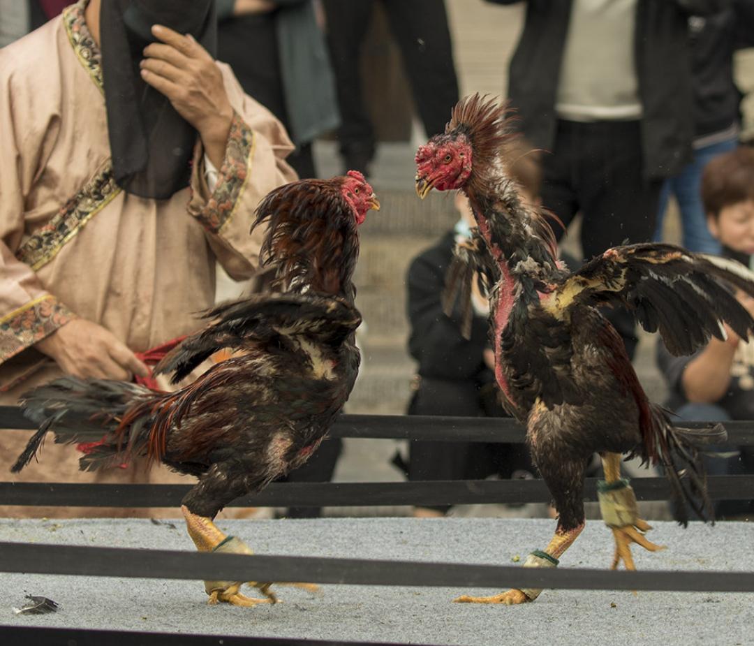 斗鸡打架视频_老鹰与公鸡对比_老鹰家族种类介绍