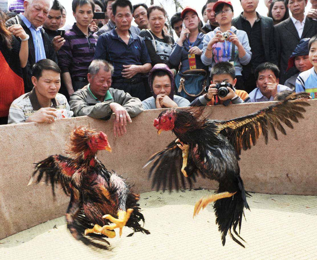 老鹰家族种类介绍_老鹰与公鸡对比_斗鸡打架视频