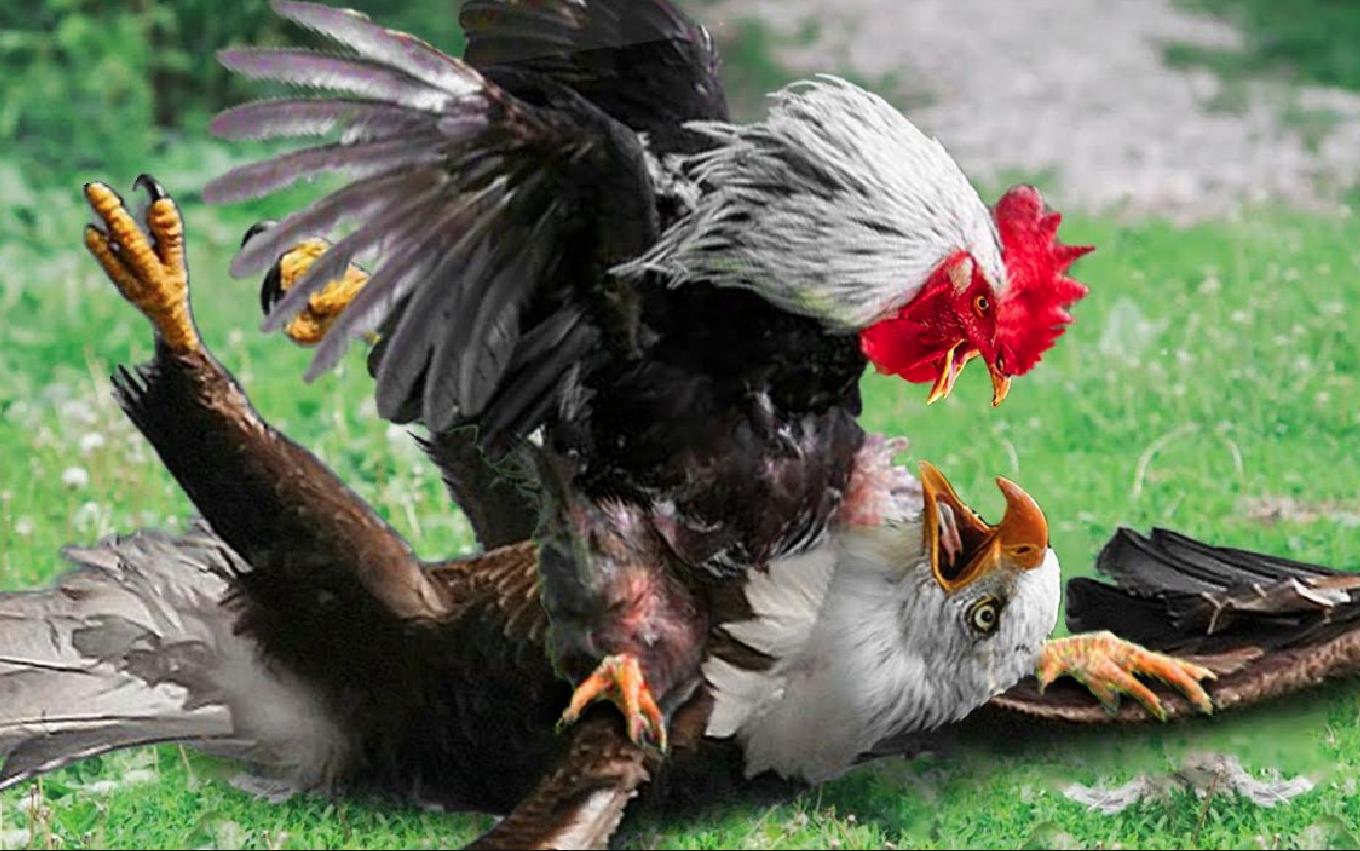 斗鸡打架视频_老鹰家族种类介绍_老鹰与公鸡对比