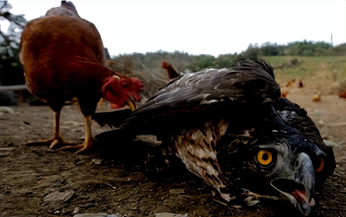 斗鸡打架视频_老鹰家族种类介绍_老鹰与公鸡对比