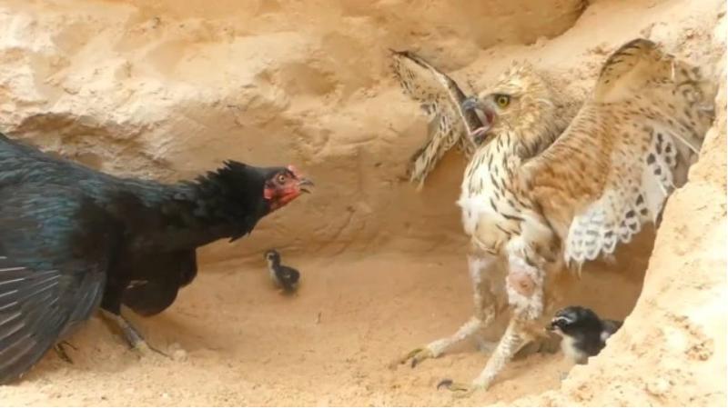 老鹰家族种类介绍_老鹰与公鸡对比_斗鸡打架视频