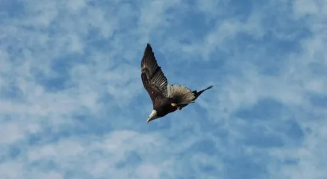 老鹰家族种类介绍_老鹰与公鸡对比_斗鸡打架视频