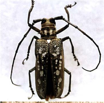 每日物种故事 | 天牛:力大如牛