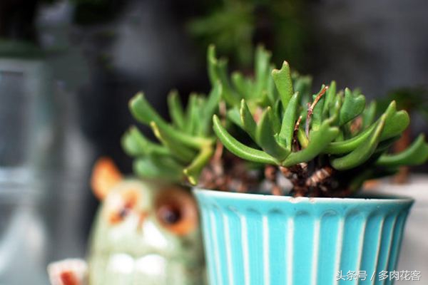 快刀乱麻多肉植物形态特征养护方法繁殖方法_多肉快刀乱麻_快刀乱麻多肉植物养护技巧与繁殖方法