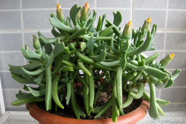 快刀乱麻多肉植物形态特征养护方法繁殖方法_快刀乱麻多肉植物养护技巧与繁殖方法_多肉快刀乱麻