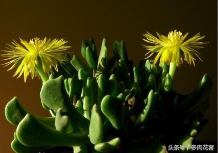 快刀乱麻多肉植物养护技巧与繁殖方法_多肉快刀乱麻_快刀乱麻多肉植物形态特征养护方法繁殖方法