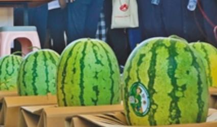 丽紫欢乐水世界吃瓜挑战赛_吃西瓜比赛游戏规则_夏日沙滩滚瓜大战游戏规则