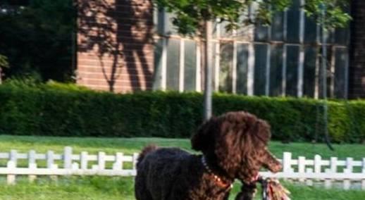 贵宾犬是否容易饲养，需要从它们的优缺点入手考虑