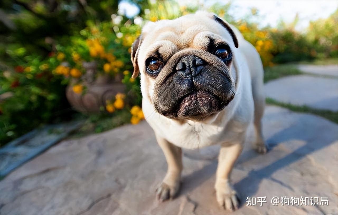 最全！常见的27种狗狗，你认识几种？