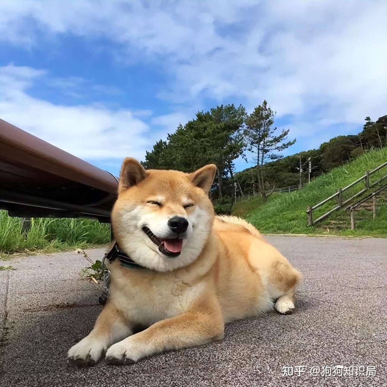 最全！常见的27种狗狗，你认识几种？