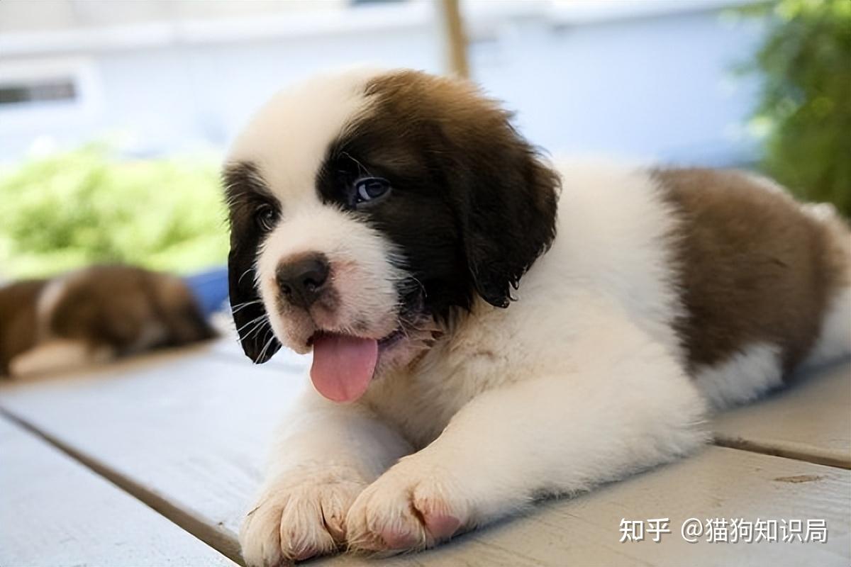 狗狗一生的5个阶段，你家狗处于哪个时期呢？