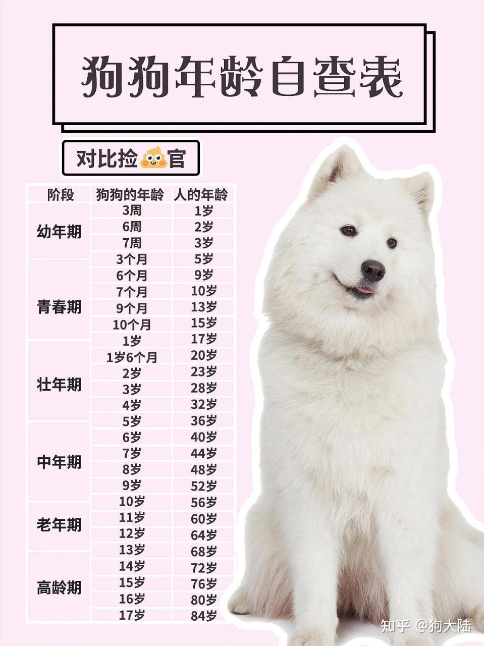 “狗1岁=人类7岁”？其实是错的，最新年龄对照表出炉！