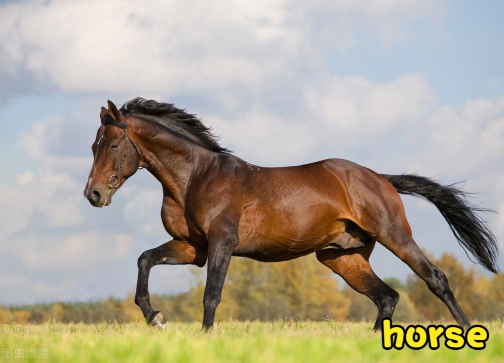 never的音标_小学生音标学习_根据单词识记音标