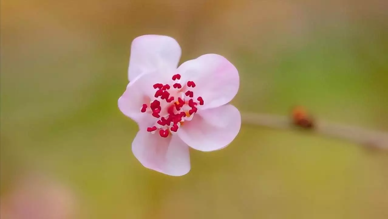 白羊座断舍离特点_星座断舍离_12月是什么星座