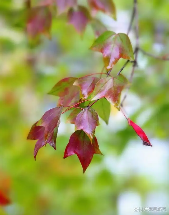 描写秋天景色的文章_秋日诗意诗词_秋月秋色秋韵