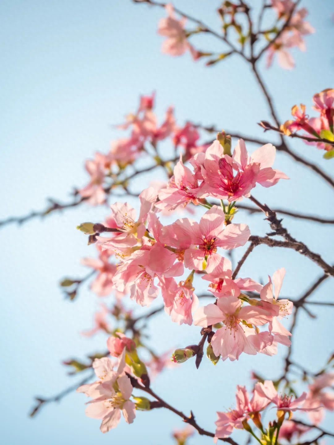 视频+多图 | 在广州赴一场浪漫樱花之约，一脚踏入一个粉色童话世界！
