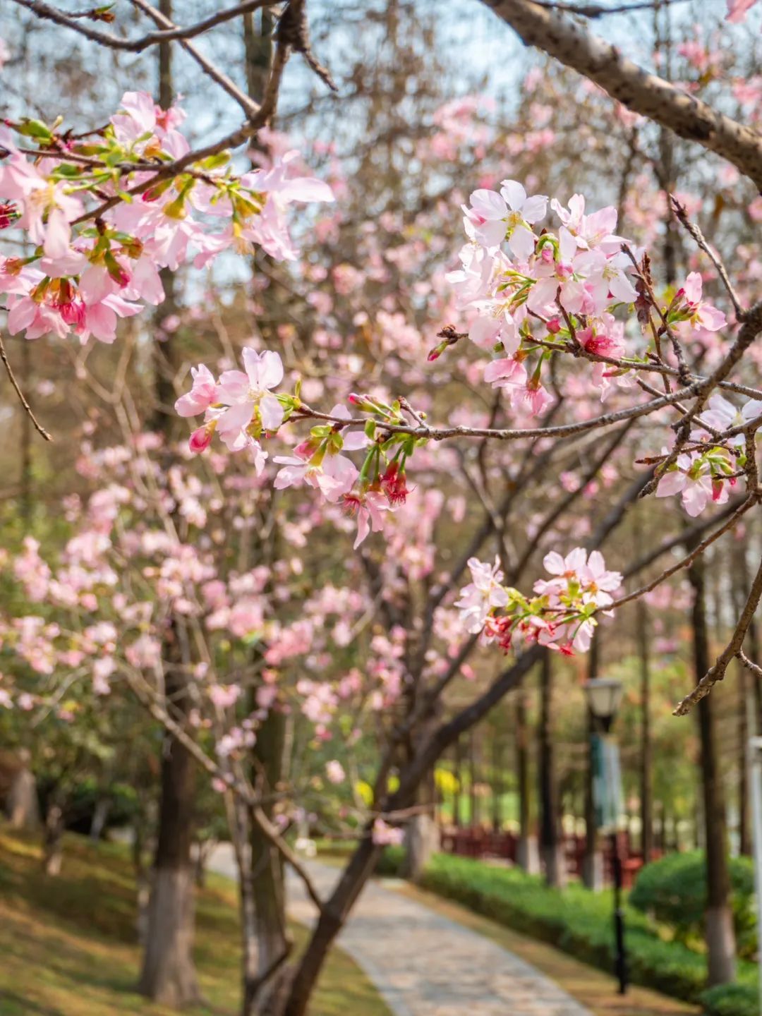 广州樱花开花时间_广州创业公园樱花_广州哪里适合郊游踏青