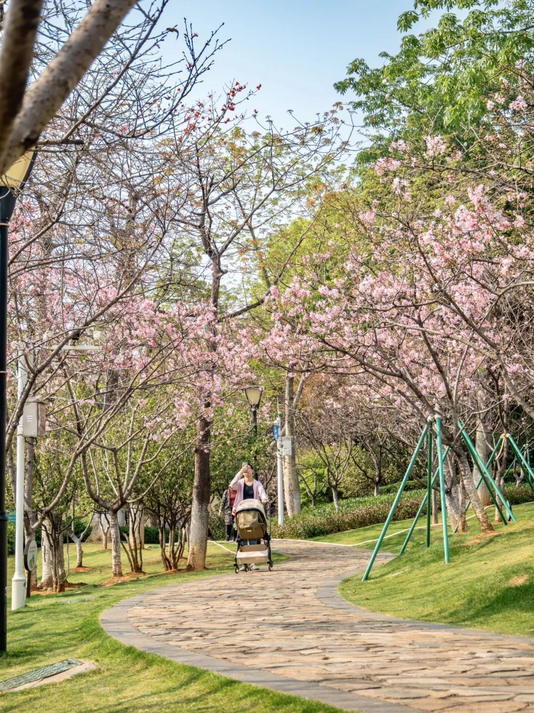广州哪里适合郊游踏青_广州樱花开花时间_广州创业公园樱花