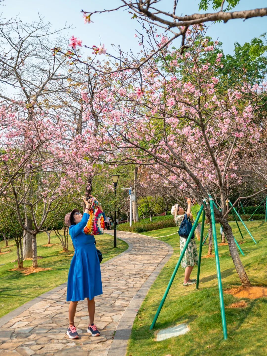广州哪里适合郊游踏青_广州创业公园樱花_广州樱花开花时间