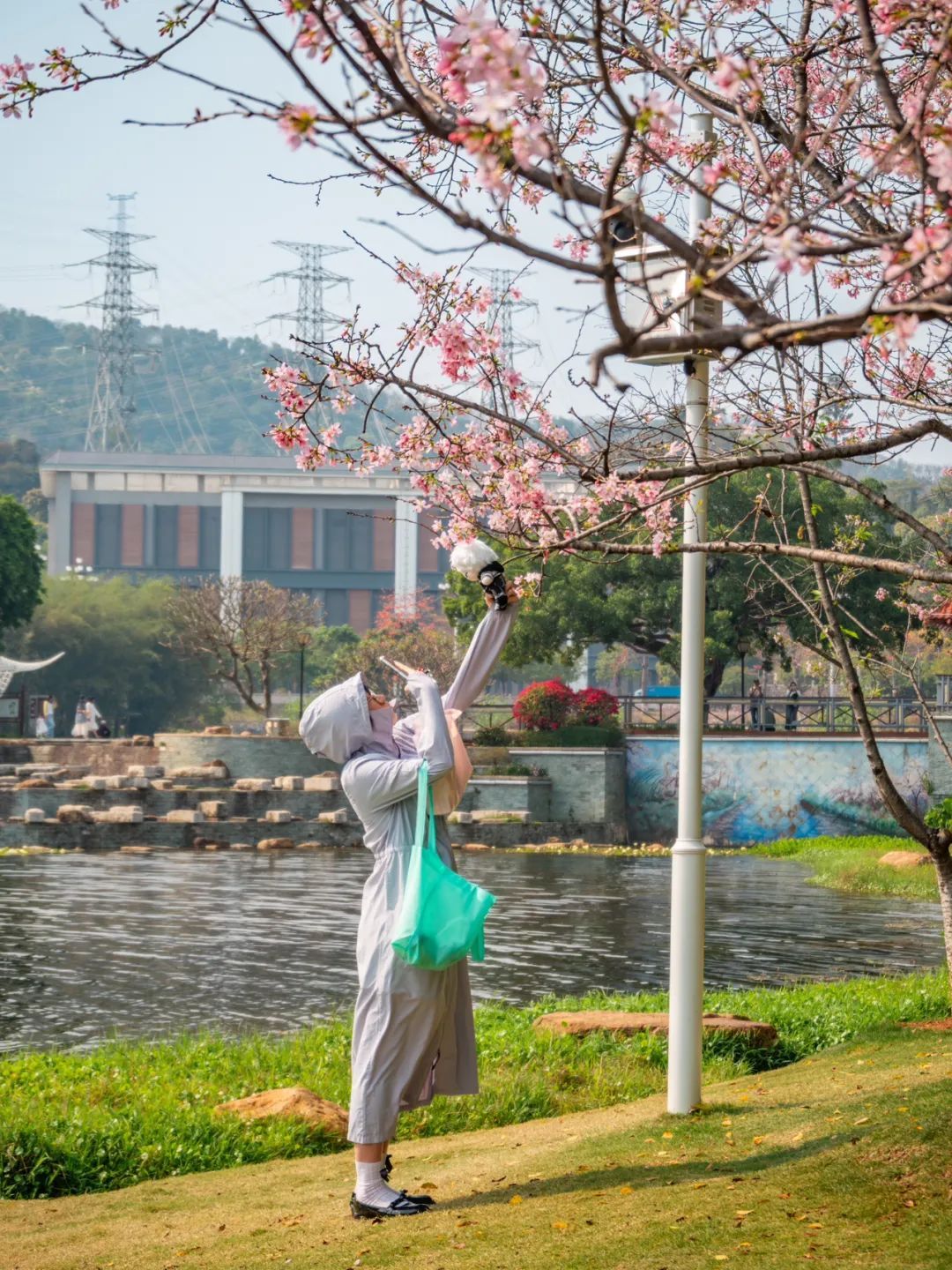 广州樱花开花时间_广州哪里适合郊游踏青_广州创业公园樱花
