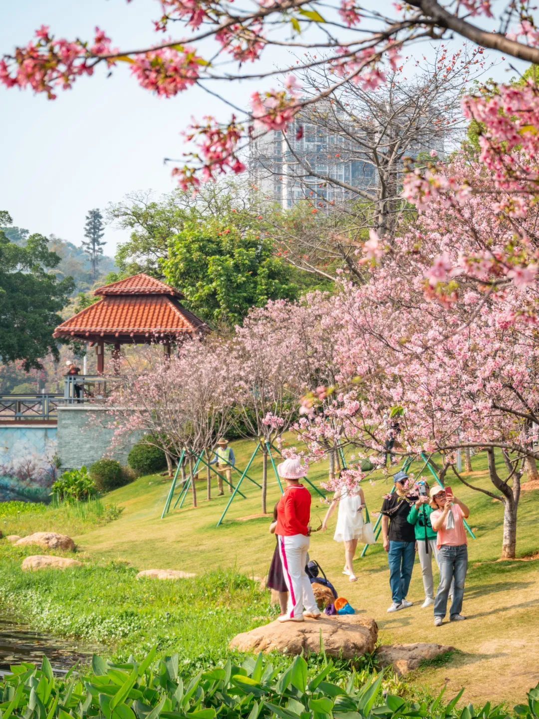 广州创业公园樱花_广州哪里适合郊游踏青_广州樱花开花时间
