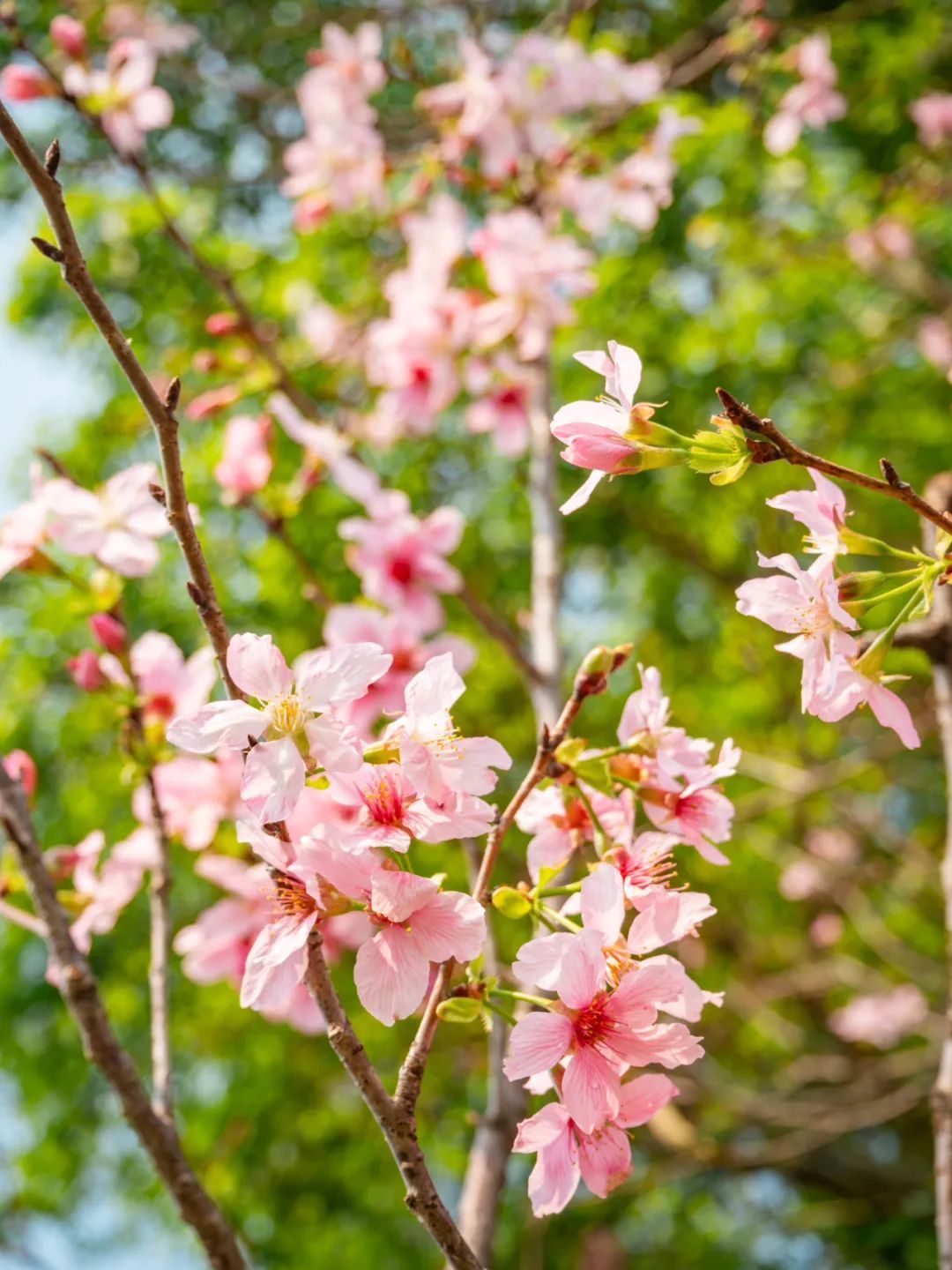 广州创业公园樱花_广州哪里适合郊游踏青_广州樱花开花时间