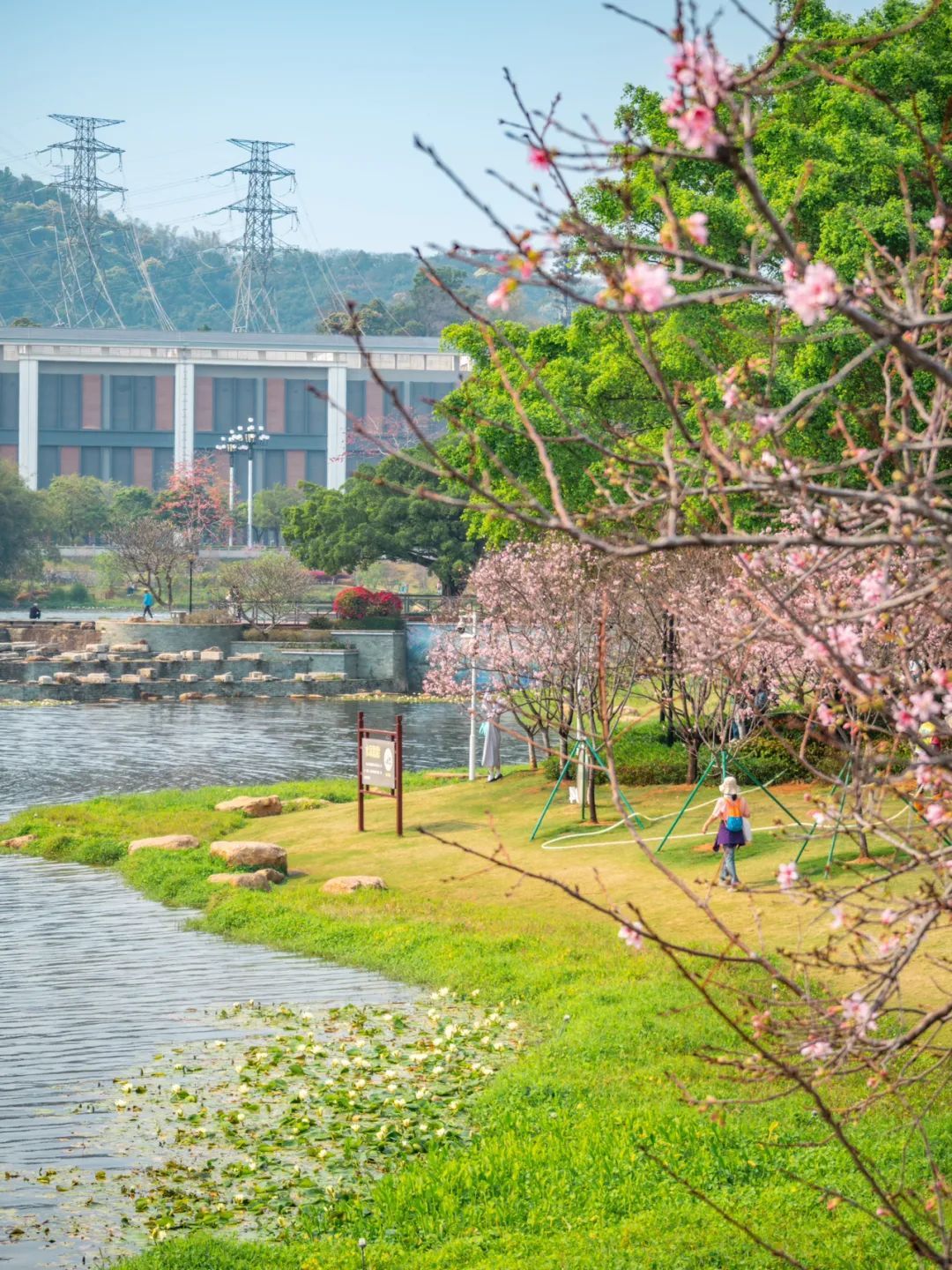 广州创业公园樱花_广州樱花开花时间_广州哪里适合郊游踏青