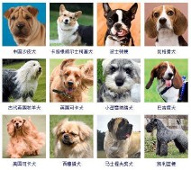 狗的品种大全（狗狗有多少品种）