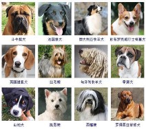 狗的品种大全（狗狗有多少品种）