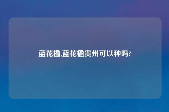 蓝花楹,蓝花楹贵州可以种吗?