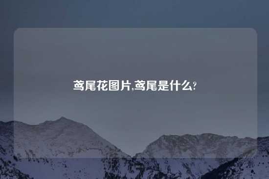 鸢尾花图片,鸢尾是什么?
