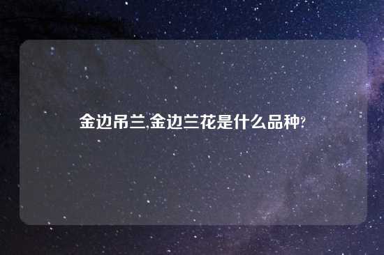 金边吊兰,金边兰花是什么品种?