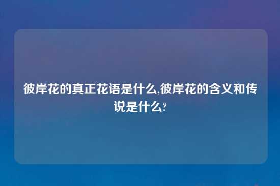 彼岸花的真正花语是什么,彼岸花的含义和传说是什么?