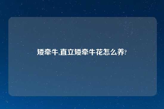 矮牵牛,直立矮牵牛花怎么养?