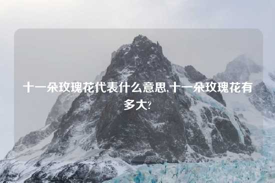 十一朵玫瑰花代表什么意思,十一朵玫瑰花有多大?
