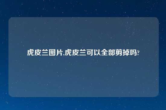 虎皮兰图片,虎皮兰可以全部剪掉吗?
