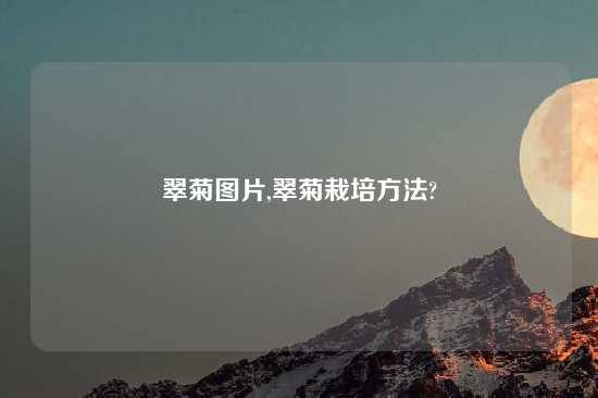 翠菊图片,翠菊栽培方法?