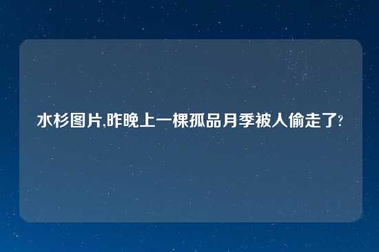 水杉图片,昨晚上一棵孤品月季被人偷走了?
