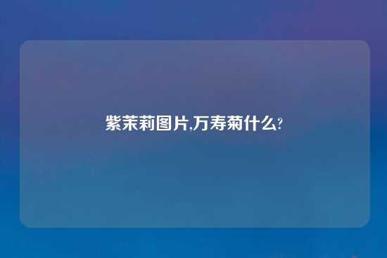 紫茉莉图片,万寿菊什么?