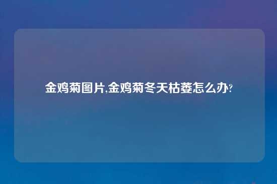 金鸡菊图片,金鸡菊冬天枯萎怎么办?