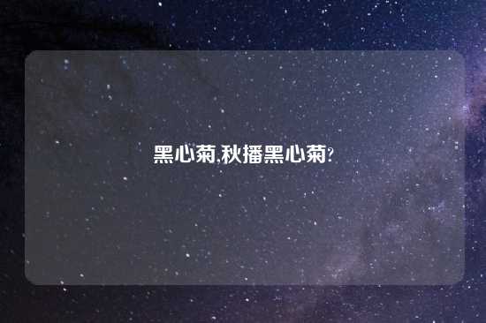 黑心菊,秋播黑心菊?