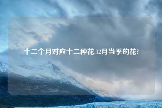 十二个月对应十二种花,12月当季的花?