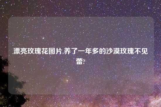 漂亮玫瑰花图片,养了一年多的沙漠玫瑰不见蕾?