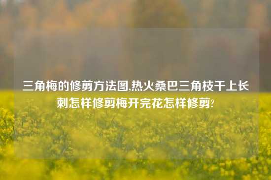 三角梅的修剪方法图,热火桑巴三角枝干上长刺怎样修剪梅开完花怎样修剪?
