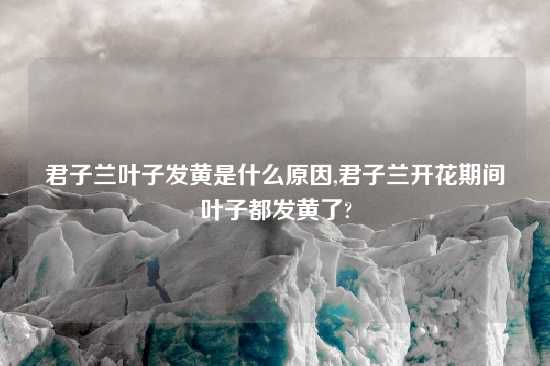 君子兰叶子发黄是什么原因,君子兰开花期间叶子都发黄了?