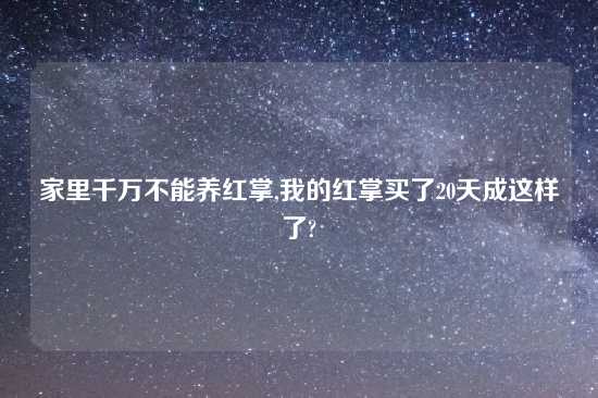 家里千万不能养红掌,我的红掌买了20天成这样了?