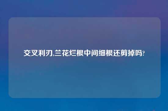 交叉利刃,兰花烂根中间细根还剪掉吗?