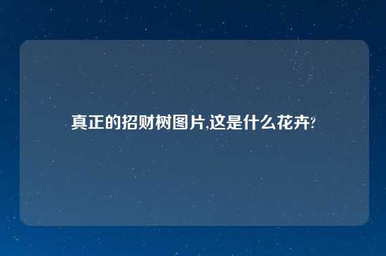 真正的招财树图片,这是什么花卉?